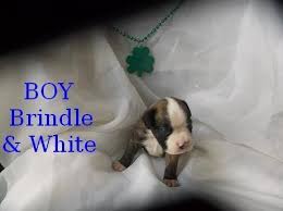 Charlie is a purebred but is not registered boxer puppy. Akc Boxer Puppies For Sale In Canton Ohio Classified Americanlisted Com