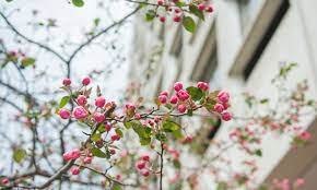 Our weill cornell internal medicine associates (wcima) practice is the primary site for ambulatory education in general internal medicine for the internal medicine residency training program. Bulfinch Medical Group