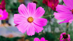 How do flowers grow in spring? How Do Flowers Bloom In The Spring