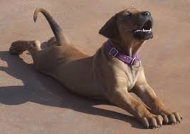 Rhodesian Ridgeback Puppies Rhodesian Ridgeback Puppies Rhodesian Ridgeback Rhodesian Ridgeback Dog