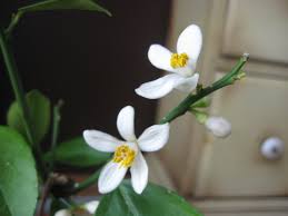 Florist located in henley in arden. Lemon Tree Blooms For 2012 Angela S Gracious Garden
