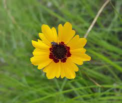 Maybe you would like to learn more about one of these? 12 Types Of Wildflowers For Summer Gardens