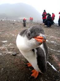 Birds That Look Like Penguins Antarctica Someday I Will Take That Cruise And Look A Penguin In The Eye Penguins Antarctica Cute Animals