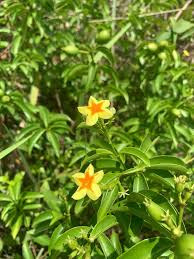 Image result for Morinda asteroscepa