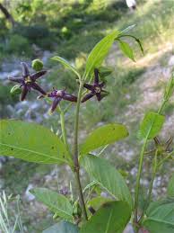 Image result for Periploca