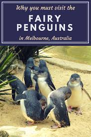 Little Fairy Penguins Parade In Melbourne Australia The Sweetest Escapes Australia Tourism Australia Vacation Penguins