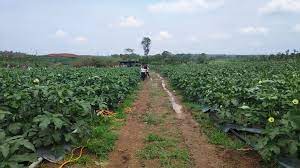 782 likes · 38 talking about this. Teknologi Moden Bantu Petani Tingkat Hasil Tanaman Malaysia Aktif