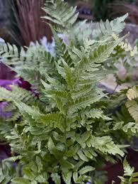 Image result for Dryopteris antarctica