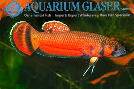 Betta macrostomas are the dream fish for nearly every betta enthusiast, but not every keeper should have them. Betta Macrostoma Aquarium Glaser Gmbh