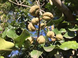 Image result for Bersama lucens