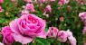 Rose Garden White House