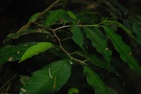Image result for Trilepisium madagascariense
