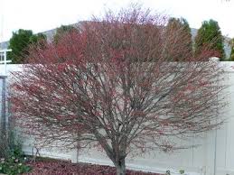 Check spelling or type a new query. Dwarf Burning Bush Xeriscape Plants Burning Bush