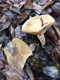Image result for Lactarius mutabilis
