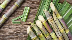 Growing sugarcane is most often a commercial affair, but home gardeners can also enjoy this sweet ornamental grass. Cooking With Sugarcane Uses Health Benefits And Home Recipes