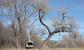 In virginia tree and lawn care companies do not need to be licensed to do business with you. Your Local Verde Valley And Sedona Tree Service Company The Tree Service Difference