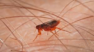 Their color takes on a reddish tinge as their body swells with blood. Signs Of Fleas In Bed How To Find And Remove Them