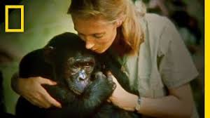 The jane goodall #hopecast episode 2! Official Film Trailer Jane National Geographic Youtube