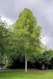 Platanus Hispanica Tremonia Foto 2013 5171 Jpg Bilder Platanen