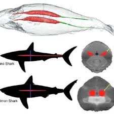 You can also find pictures of rattail, rockfish, ratfish, rice eel, roughy. Diego Bernal Professor Phd University Of Massachusetts Dartmouth Ma Umd Department Of Biology