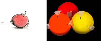 Image result for Olfactory Training