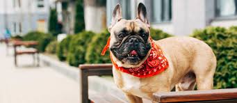 Vet prices can vary greatly depending on your geographic location and the specific provider you choose. Welcome To Affordable Pet Vet Clinic Tracy Veterinary Clinic