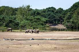 246 resultaten voor 'beekse bergen'. Lageplan Entdecken Sie Den Safaripark Beekse Bergen
