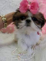 2500 Tiny Super Gorgeous Tiny Strawberry Gold And White Female Imperial Shih Tzu Daddy Is Only 4 5 Lbs Tiny She Shih Tzu For Sale Shih Tzu Puppy Shih Tzu