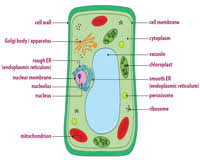 Plant cells have cell walls and chloroplasts while animal cells do not; Plant And Animal Cell Worksheets