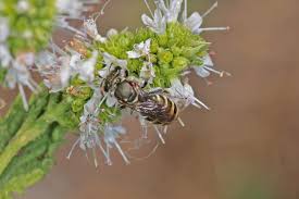 Image result for Lipotriche