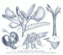 Image result for Aeschynomene