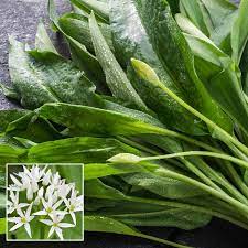 In contrast to most other leek species, bear's garlic also tolerates humid soils, but they should be well permeable. Wild Garlic Seeds Ransom Seeds