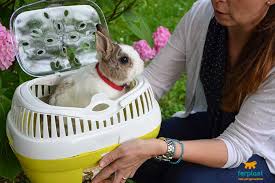 Il Coniglietto dal Veterinario! Gli Accessori per il Trasporto di Roditori - LOVE FERPLAST