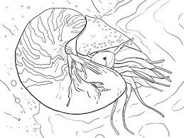 Dolphin coloring pages coral reef fish dolphin coloring pagesfull from coral reef coloring pages. Free Printable Coral Fan And Nautilus Coloring Pages All Coloring Pages Conservation