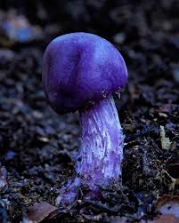 Image result for Monothecium