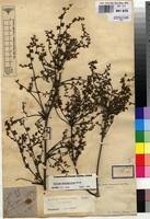 Image result for Dialium angolense