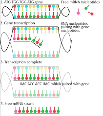 Mrna | complete moderna inc. What Are Mrna Vaccines Advanced Science News