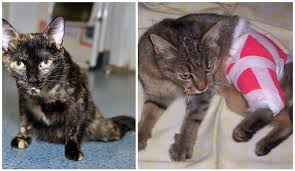 kot slomal lapu chto delat pervaya pomosh