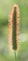 Image result for Setaria pumila