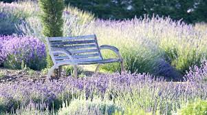 An seinen natürlichen standorten ist mehr geduld gefragt. Echter Lavendel Wirkt Die Arzneipflanze 2020 Im Garten Brilon Totallokal De