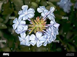 Image result for Plumbaginaceae