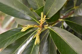 マテバシイ 庭木図鑑 植木ペディア