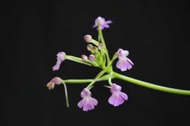 Image result for Cynorkis kassneriana