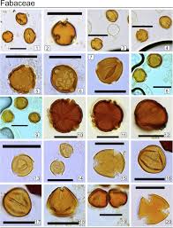 Image result for Meiosperma debile