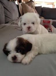 I check email a couple times a week. Shih Tzu Puppies For Sale In Zephyrhills Florida Classified Americanlisted Com