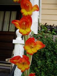 Image result for Gladiolus dalenii