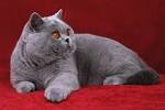 5 Things to Know About British Shorthairs