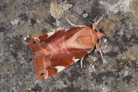 Image result for Cosmia diffinis