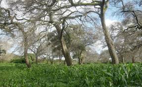 Image result for Faidherbia albida