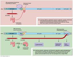 Lac Operon 01 With Images Gene Expression Regulation Of Gene Expression Biochemistry